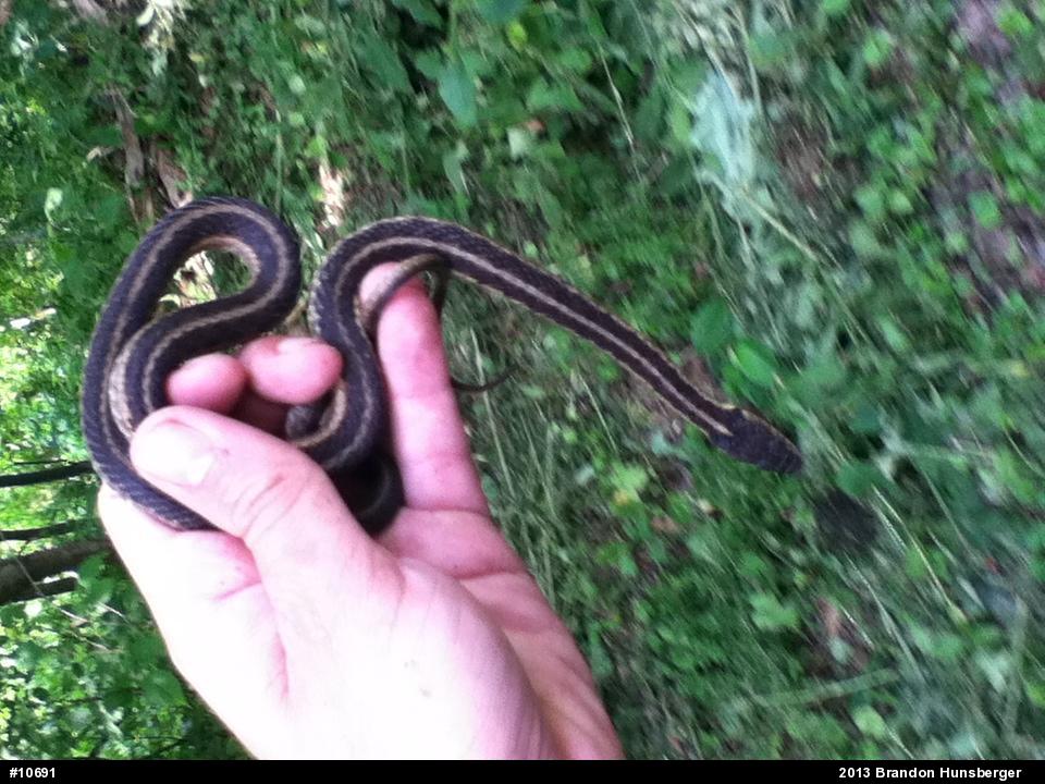 Eastern Gartersnake