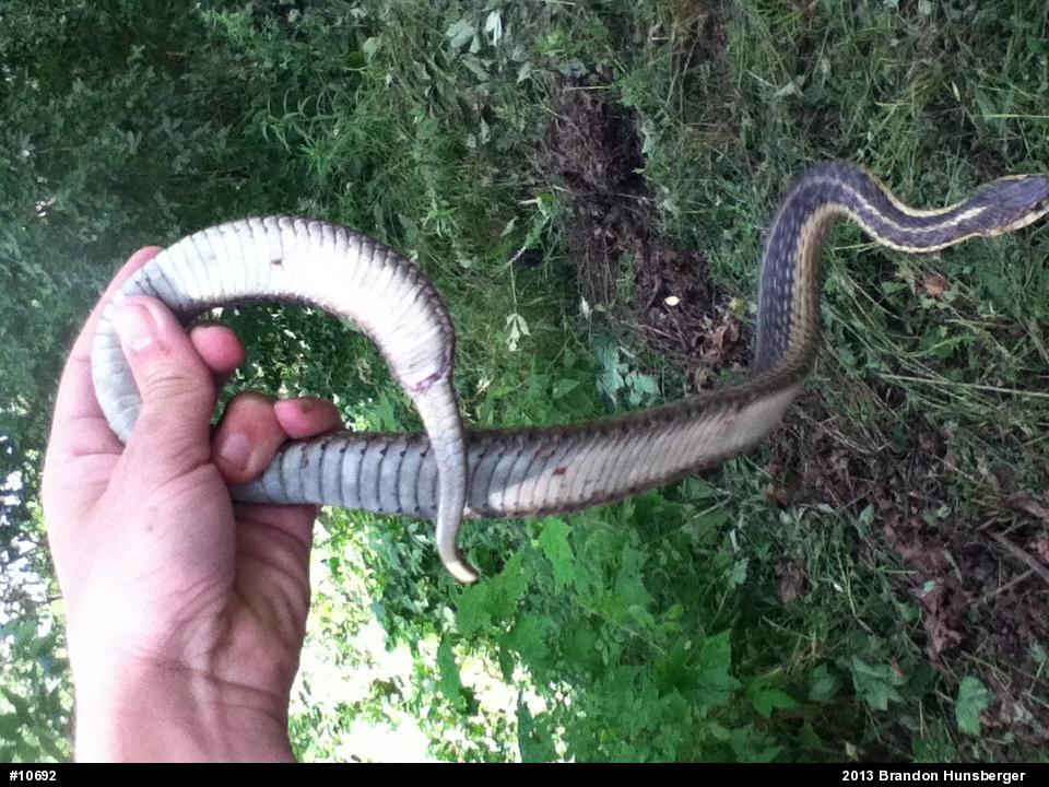 Eastern Gartersnake