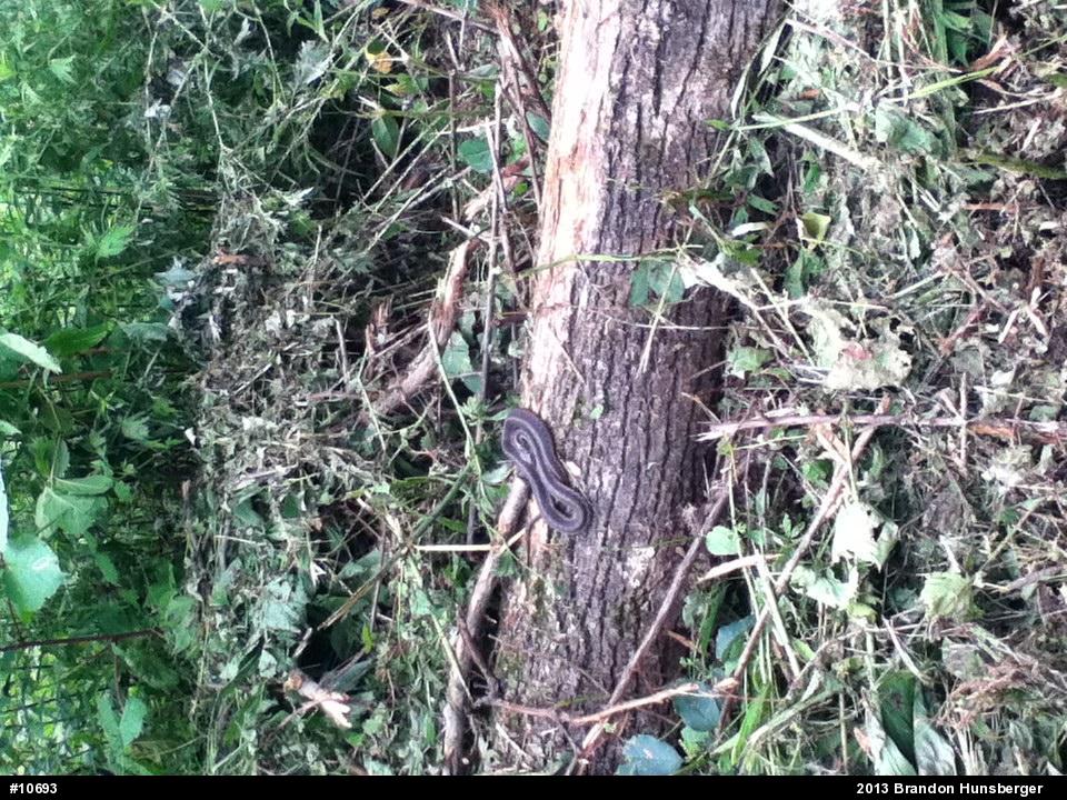 Eastern Gartersnake