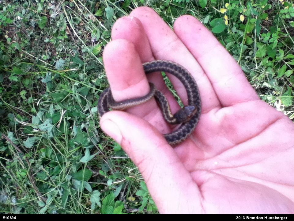 Eastern Gartersnake