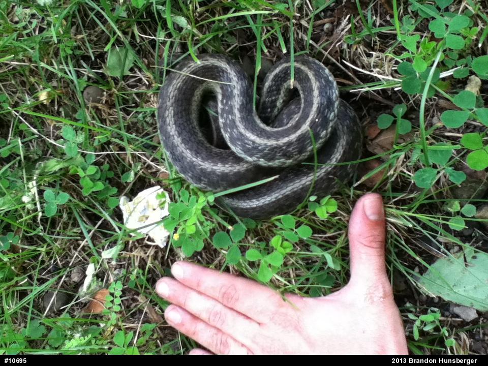 Eastern Gartersnake