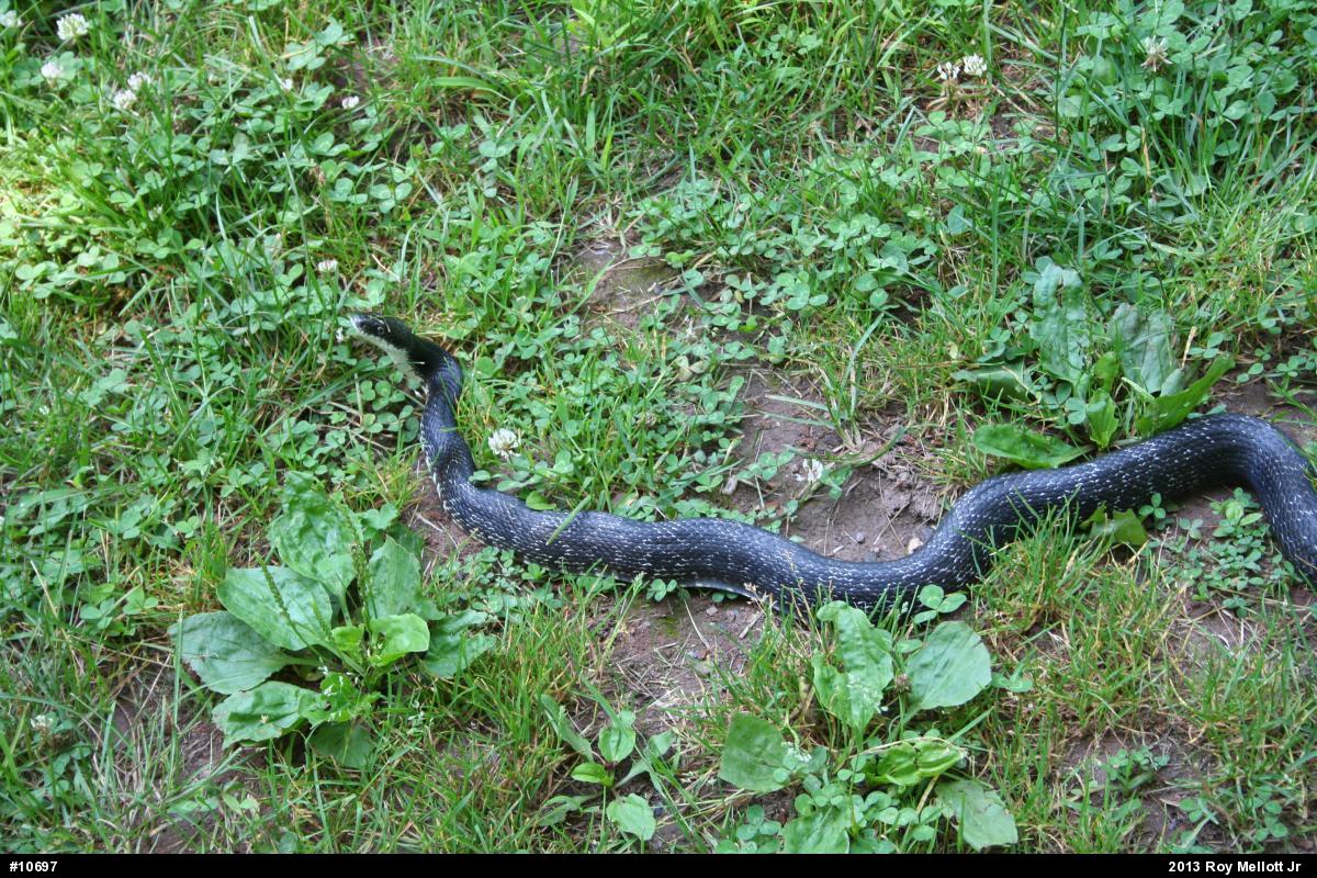 Eastern Ratsnake