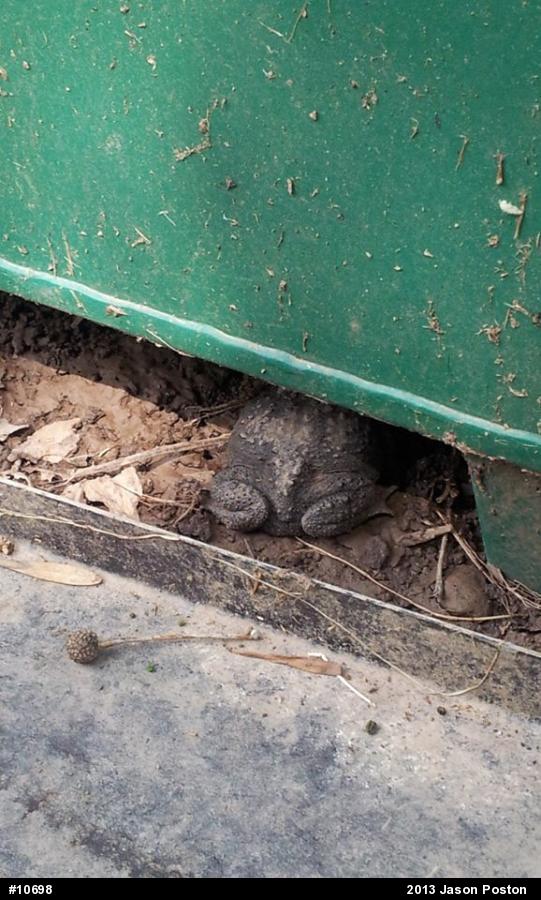Eastern American Toad