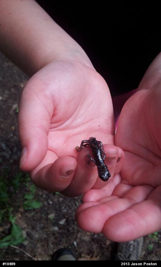 Northern Slimy Salamander