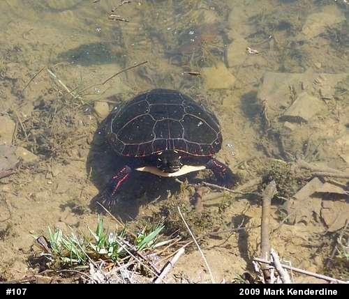 Midland Painted Turtle