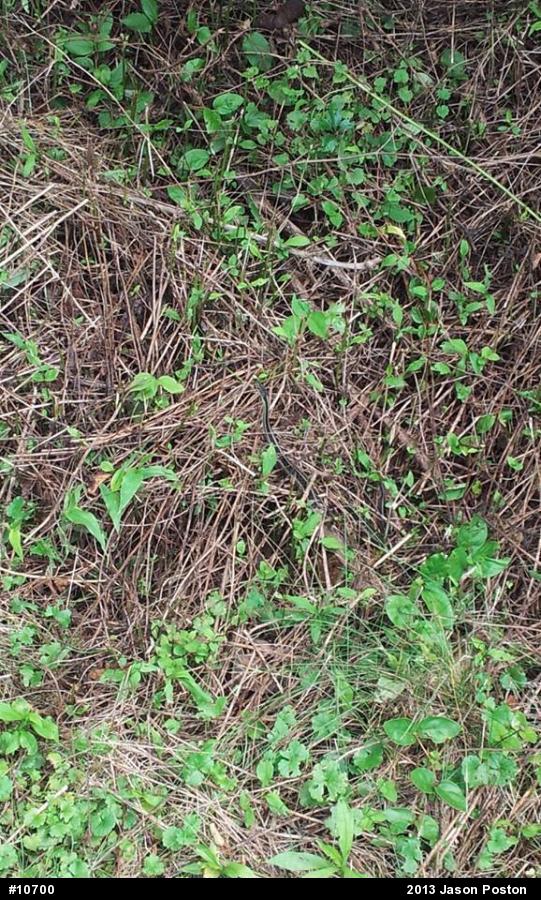 Eastern Gartersnake