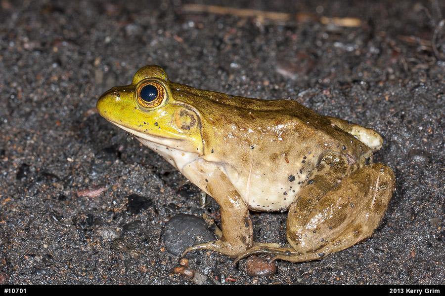 American Bullfrog