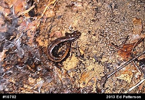 Allegheny Mountain Dusky Salamander