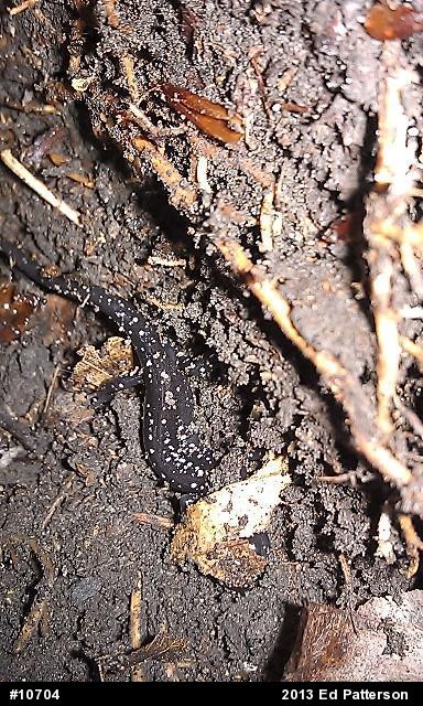 Northern Slimy Salamander