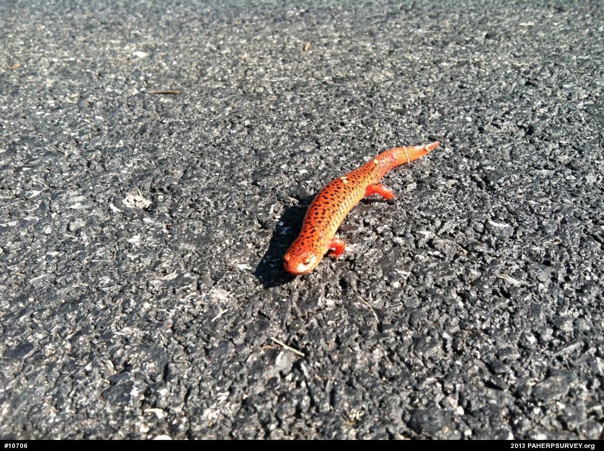 Northern Red Salamander