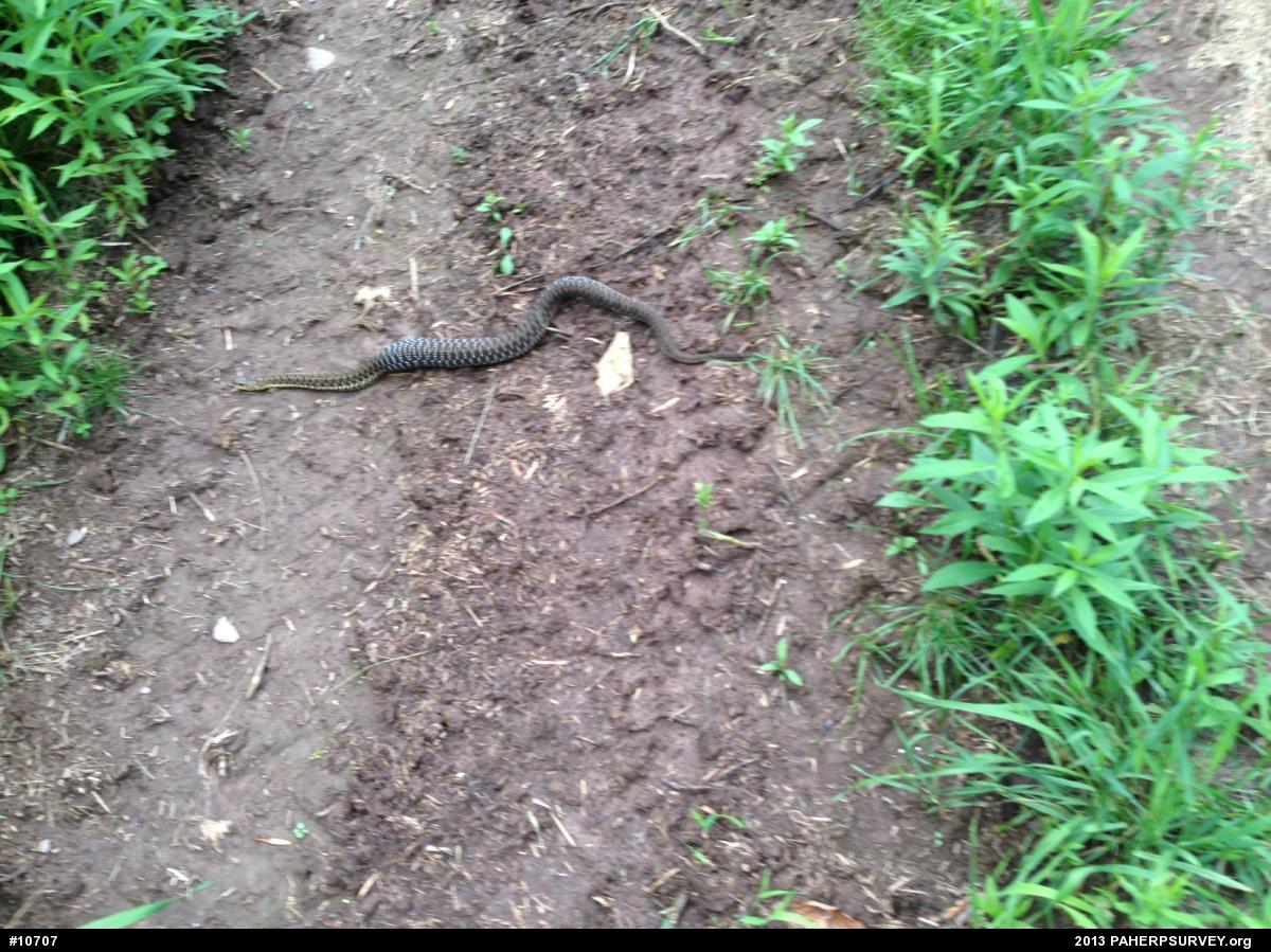 Eastern Gartersnake