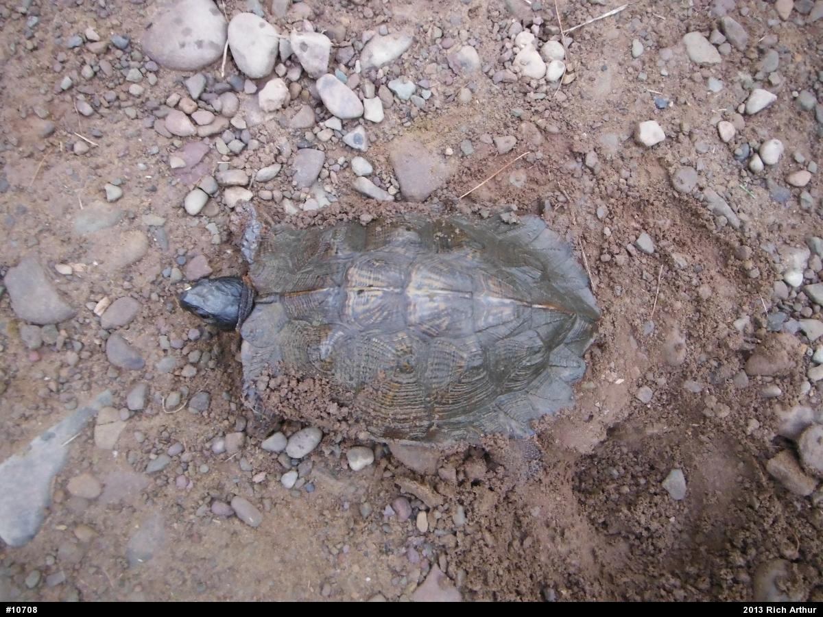 Wood Turtle