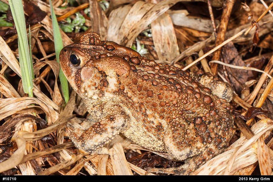 Eastern American Toad