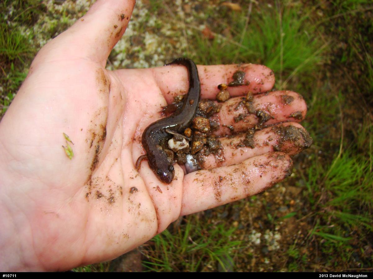 Northern Dusky Salamander
