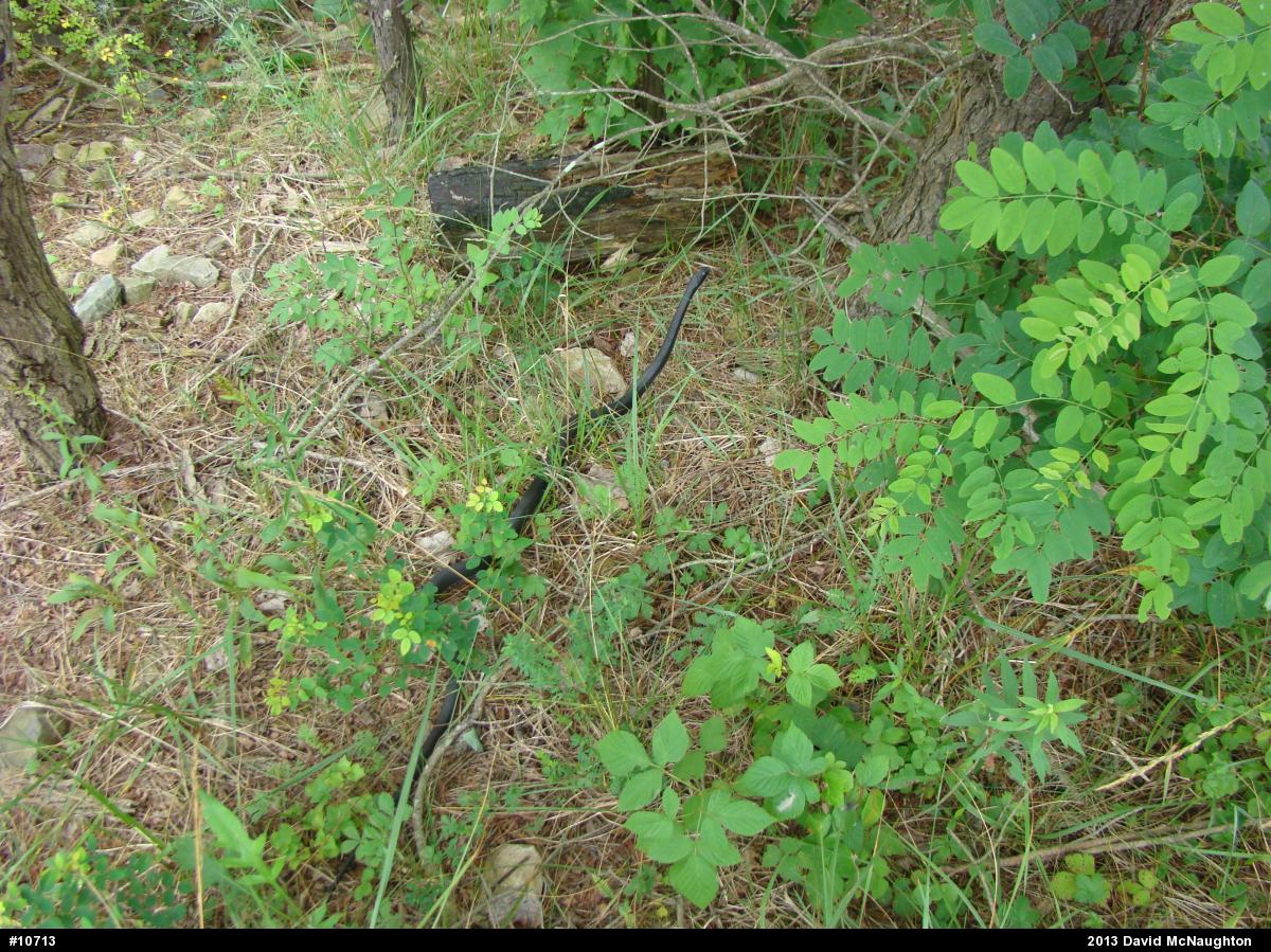 Northern Black Racer