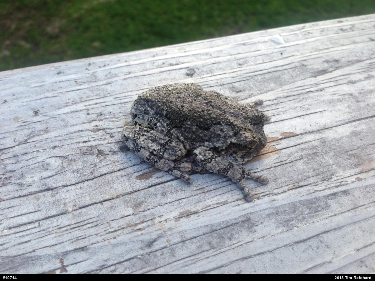 Gray Treefrog