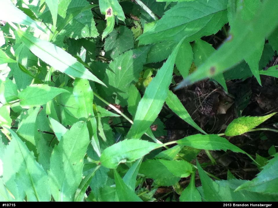 Pickerel Frog