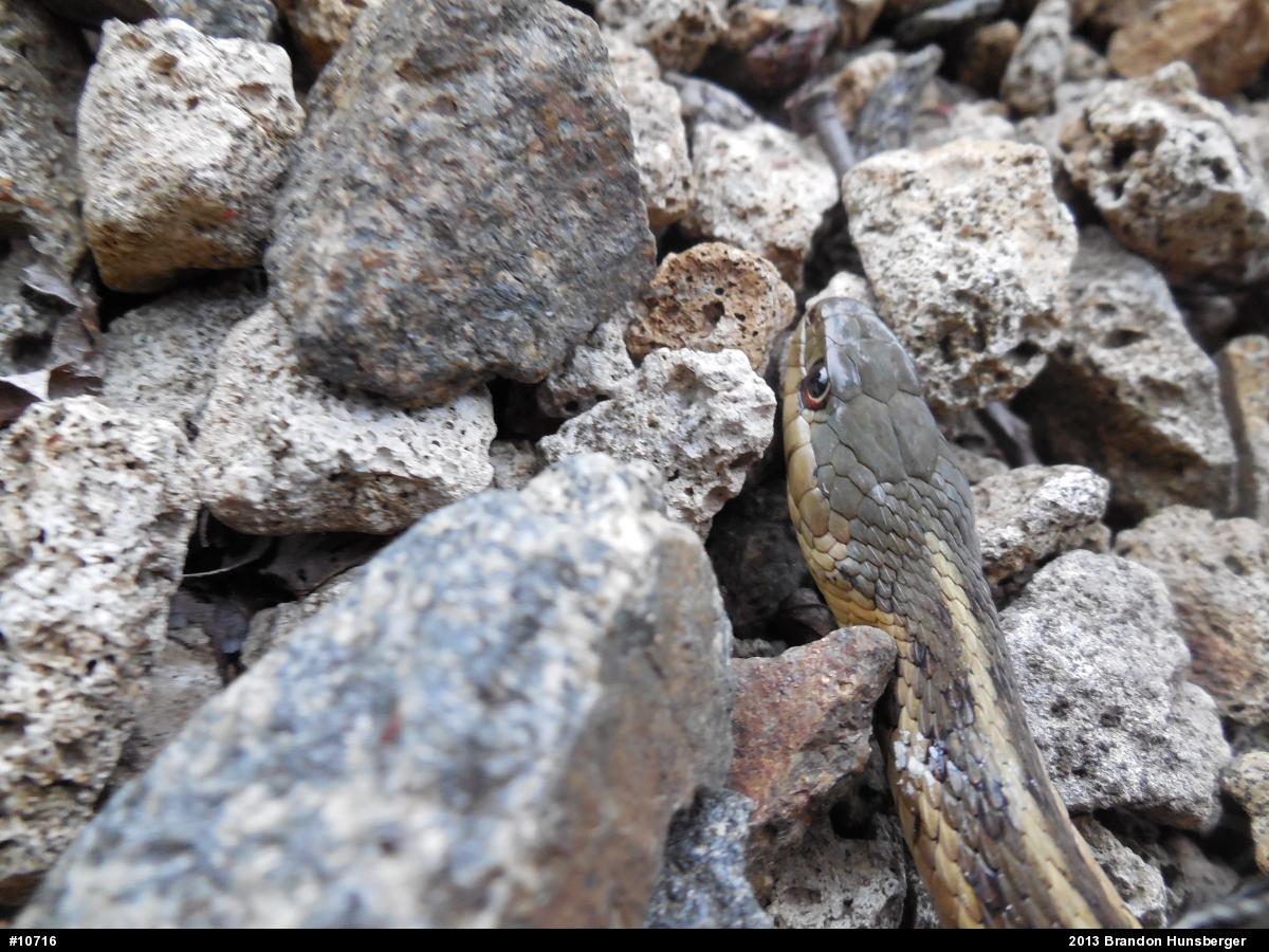 Eastern Gartersnake