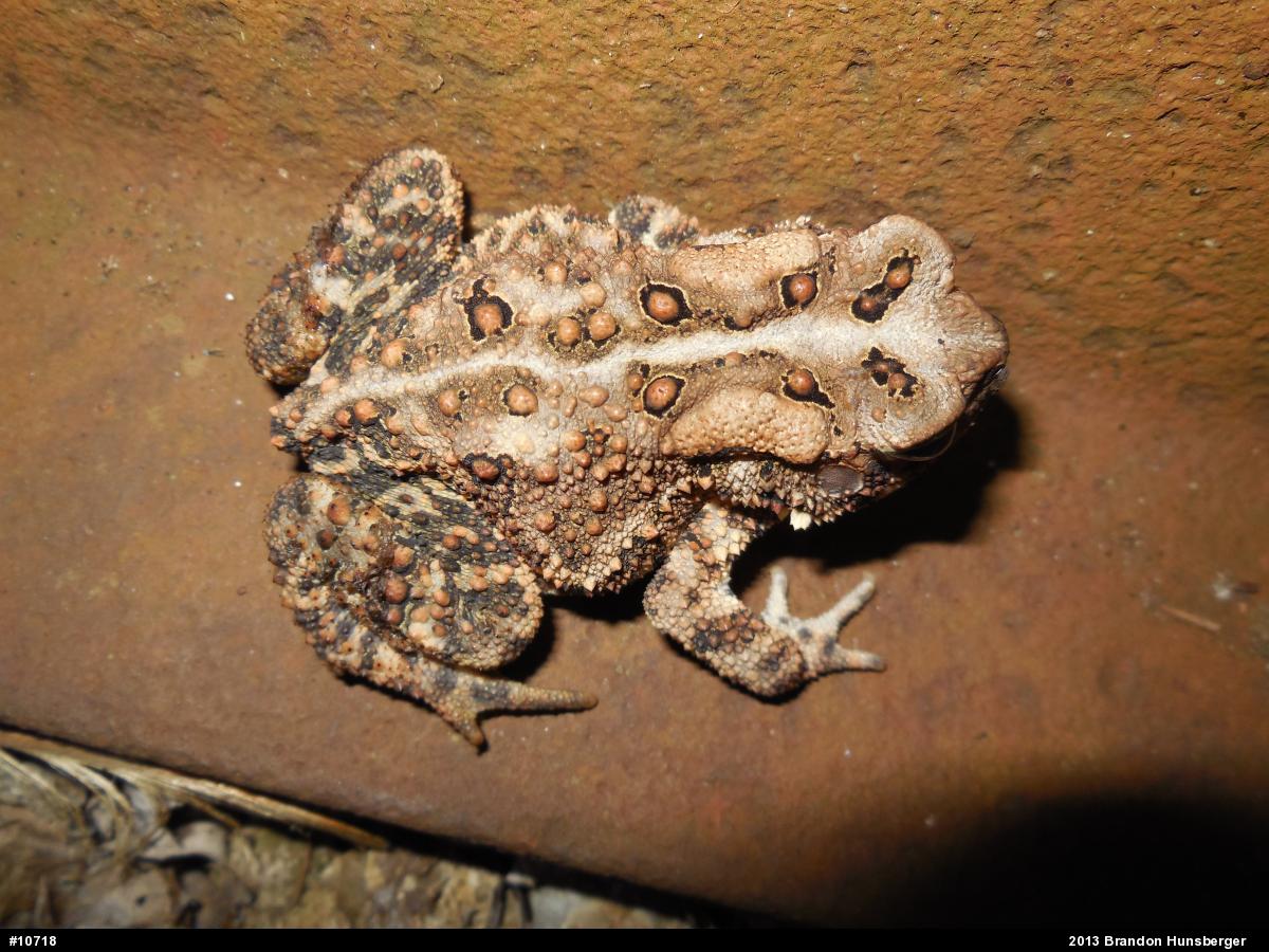 Eastern American Toad