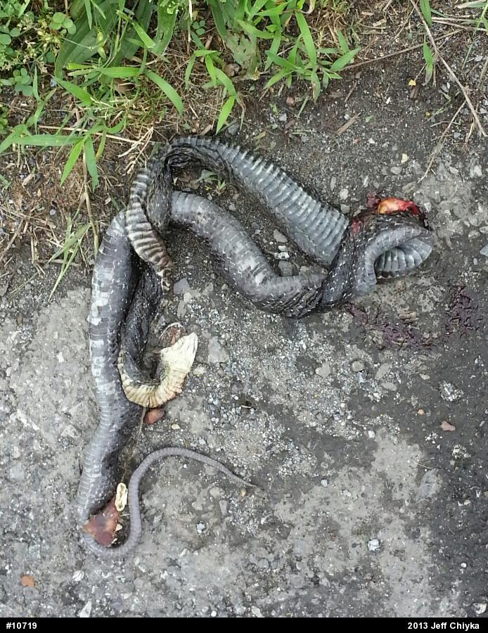Eastern Ratsnake