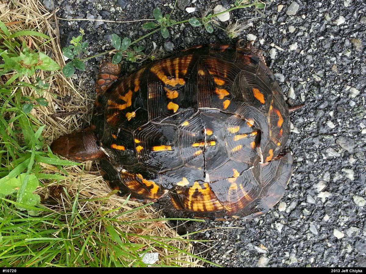 Eastern Box Turtle