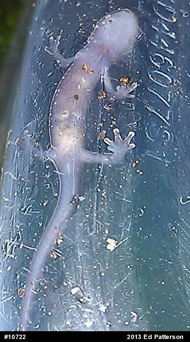 Northern Slimy Salamander