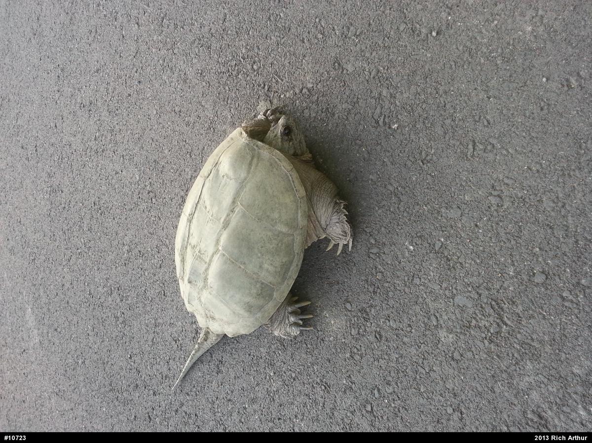Snapping Turtle