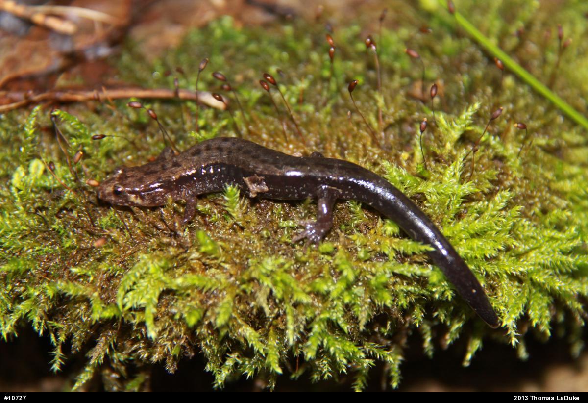 Allegheny Mountain Dusky Salamander