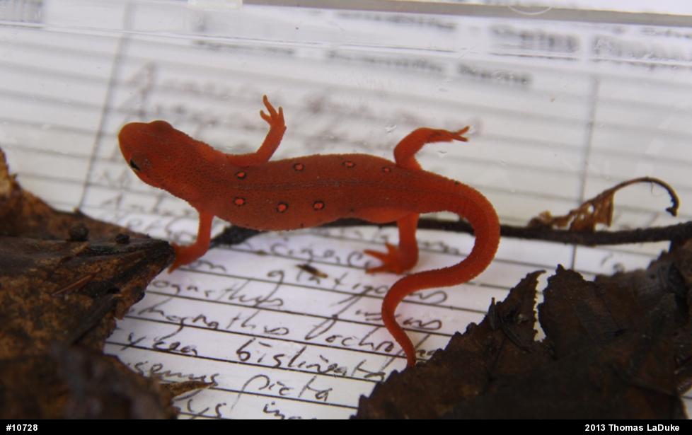 Red-spotted Newt