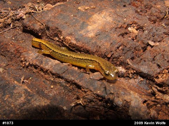 Northern Two-lined Salamander