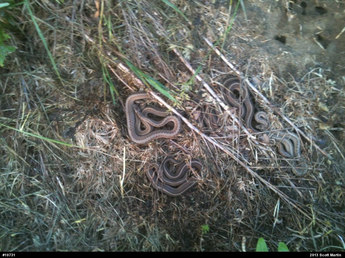 Shorthead Gartersnake