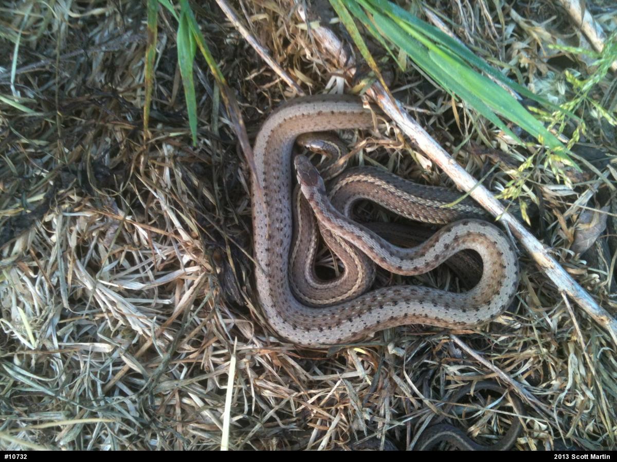 Dekay's Brownsnake