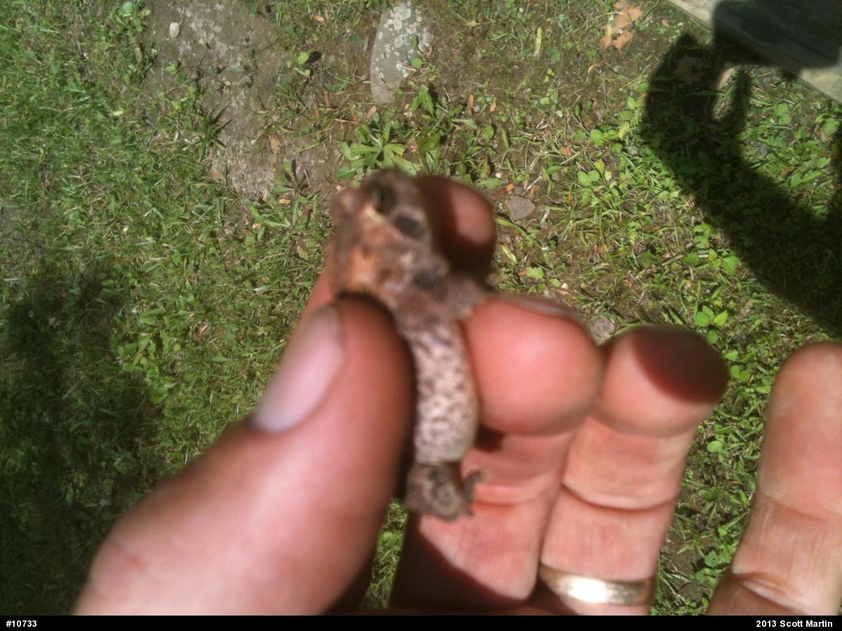 True Toads