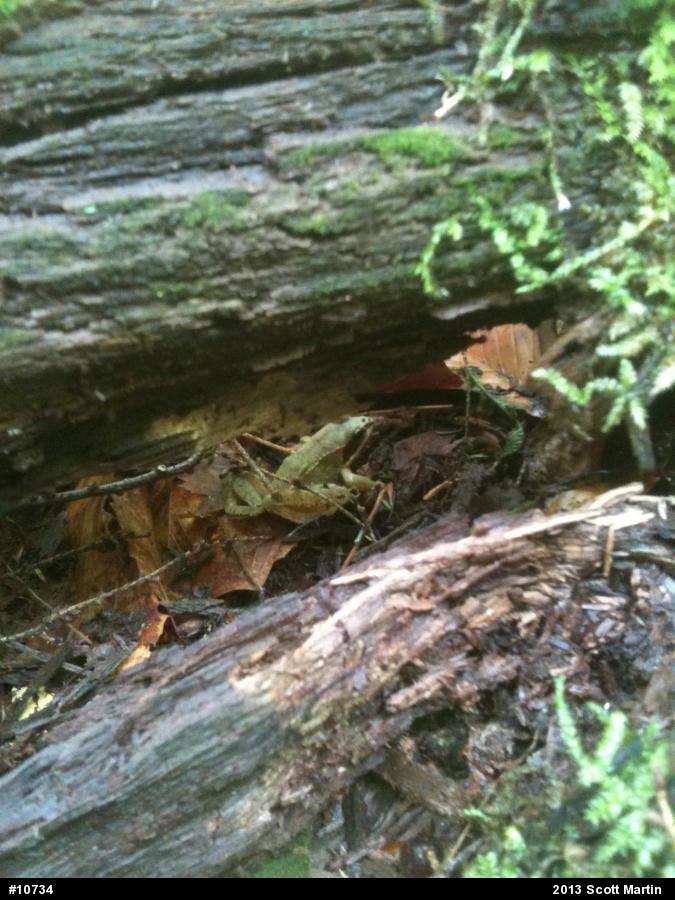 Wood Frog