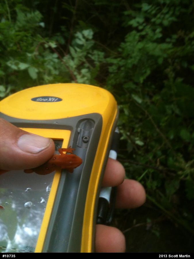 Red-spotted Newt