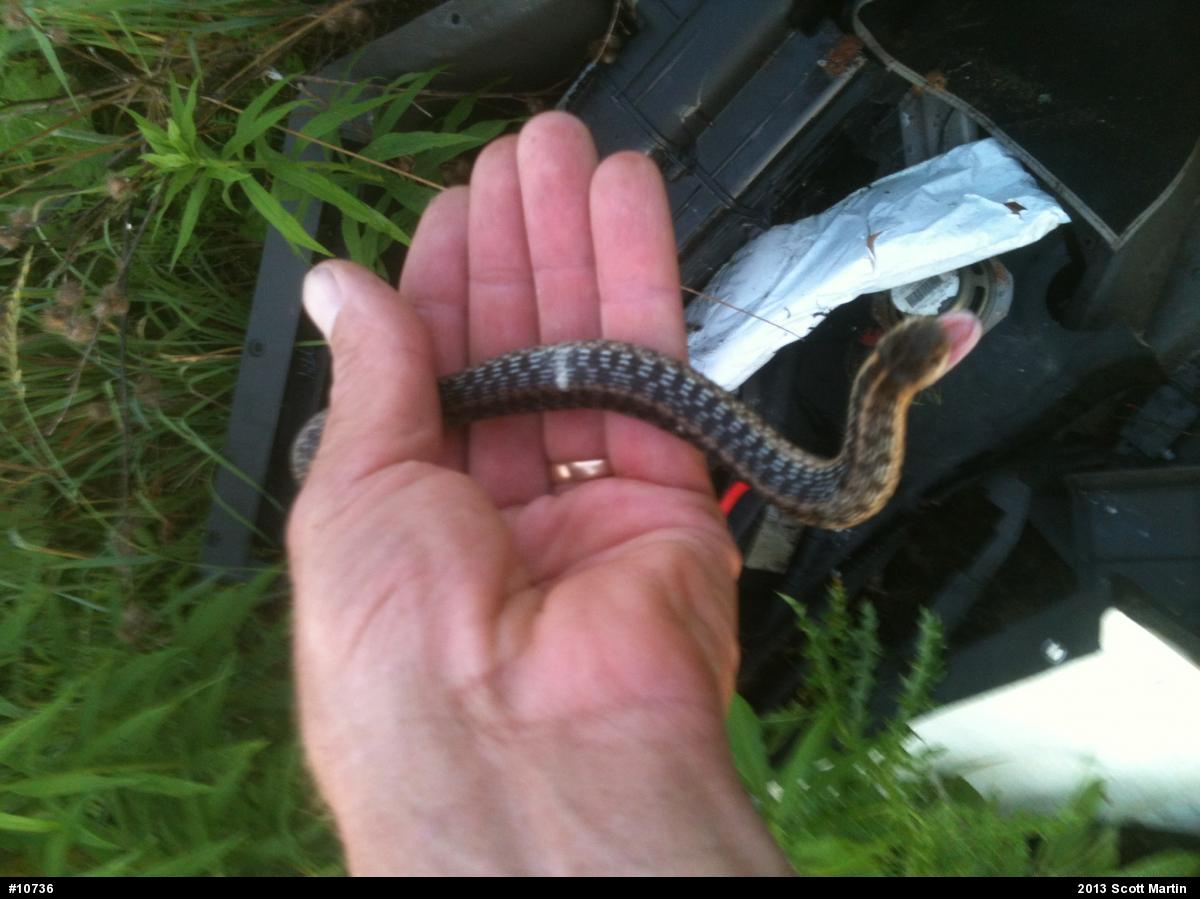 Eastern Gartersnake