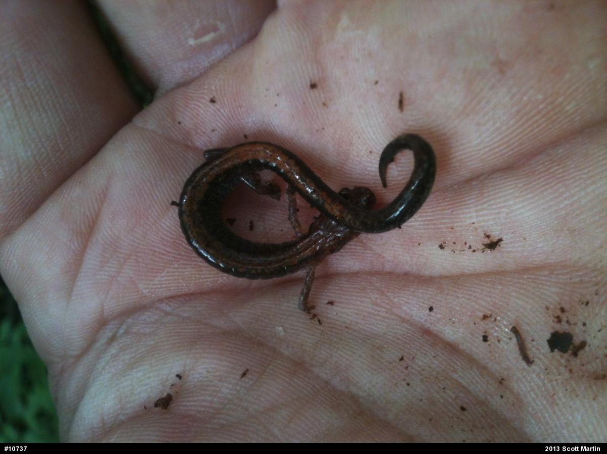 Eastern Red-backed  Salamander