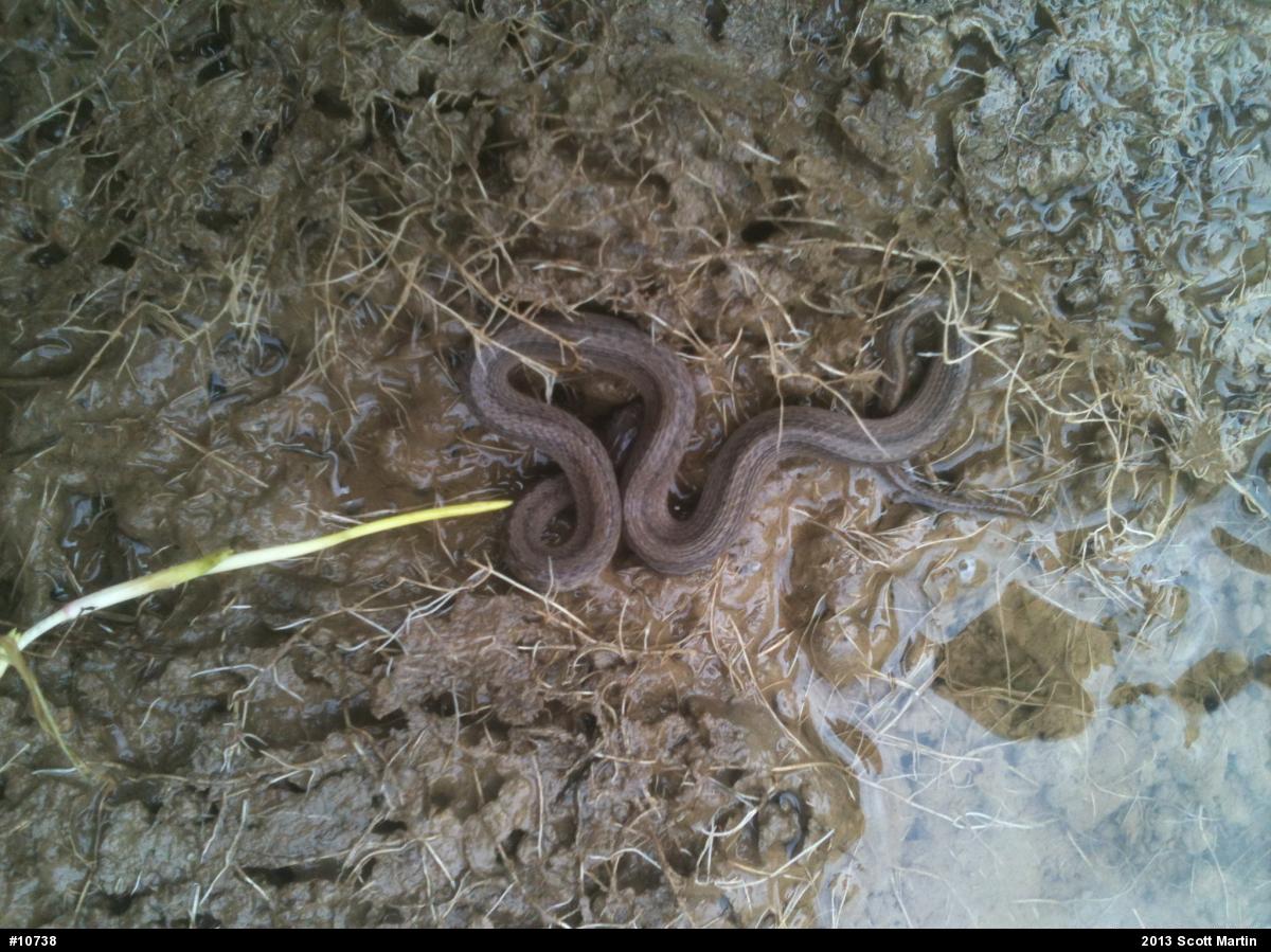 Dekay's Brownsnake