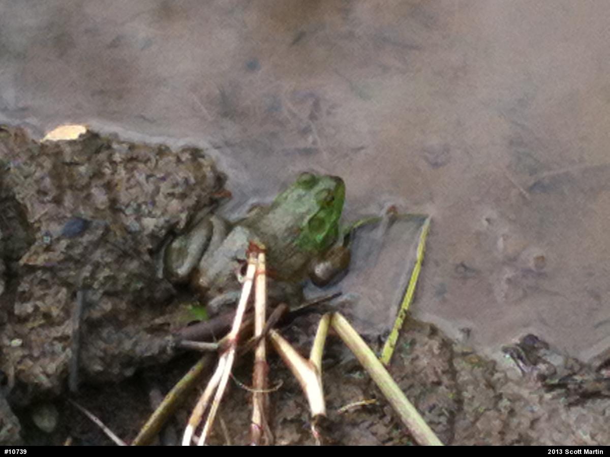 American Bullfrog