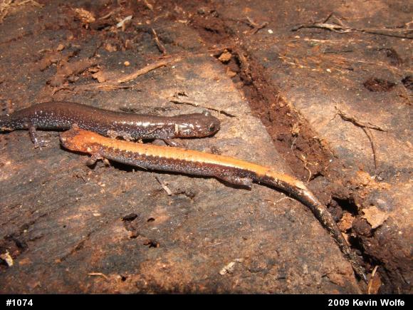 Eastern Red-backed  Salamander