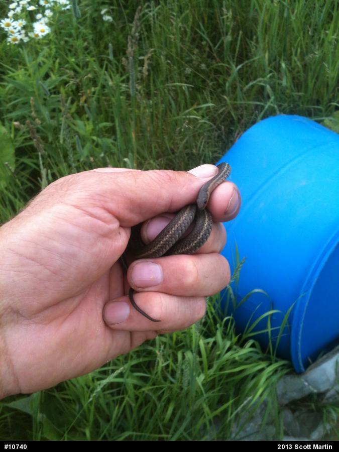 Shorthead Gartersnake