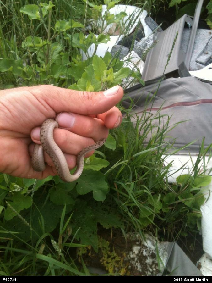 Dekay's Brownsnake