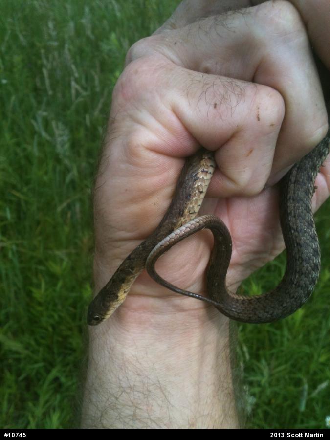 Eastern Gartersnake