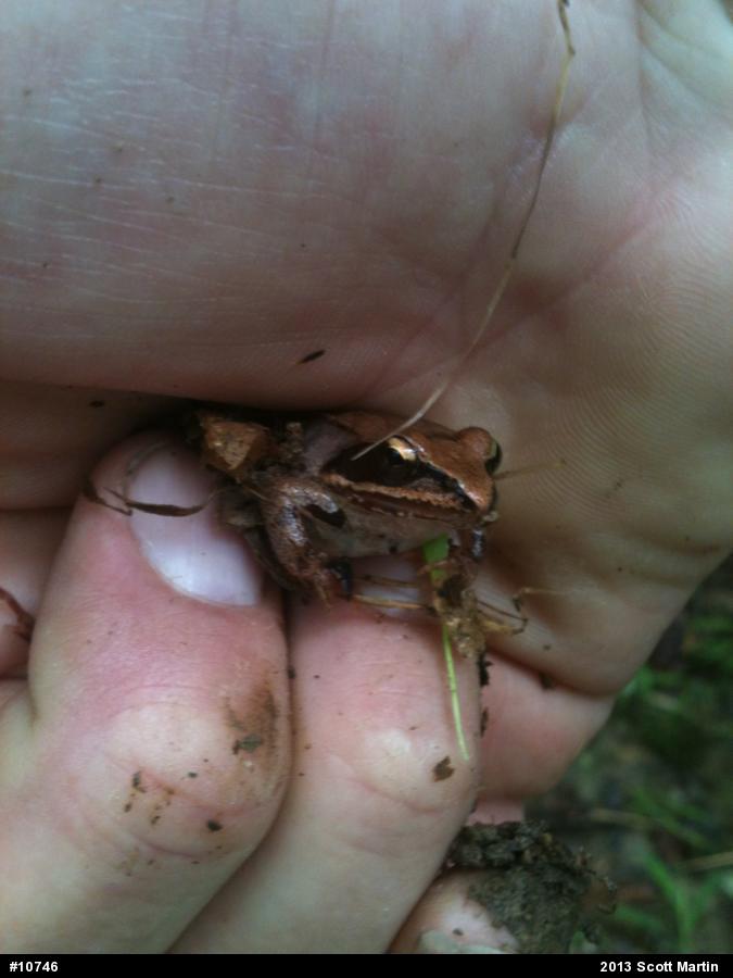 Wood Frog