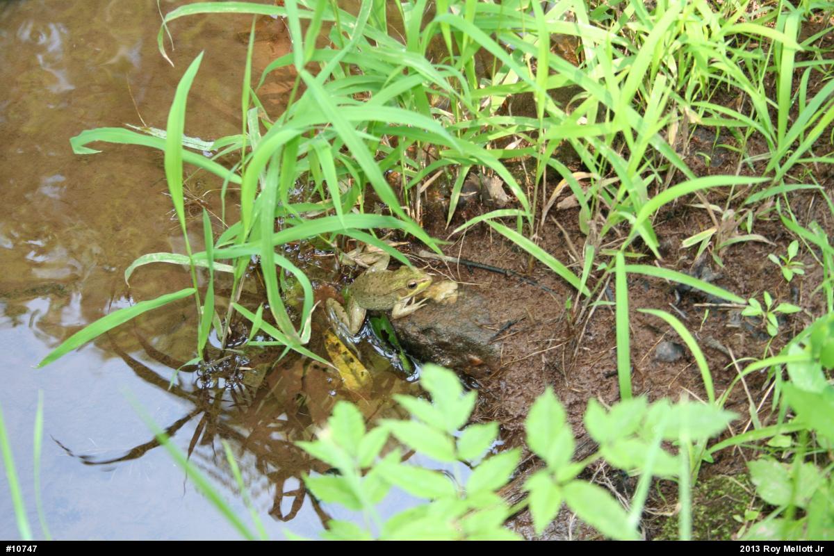 Green Frog