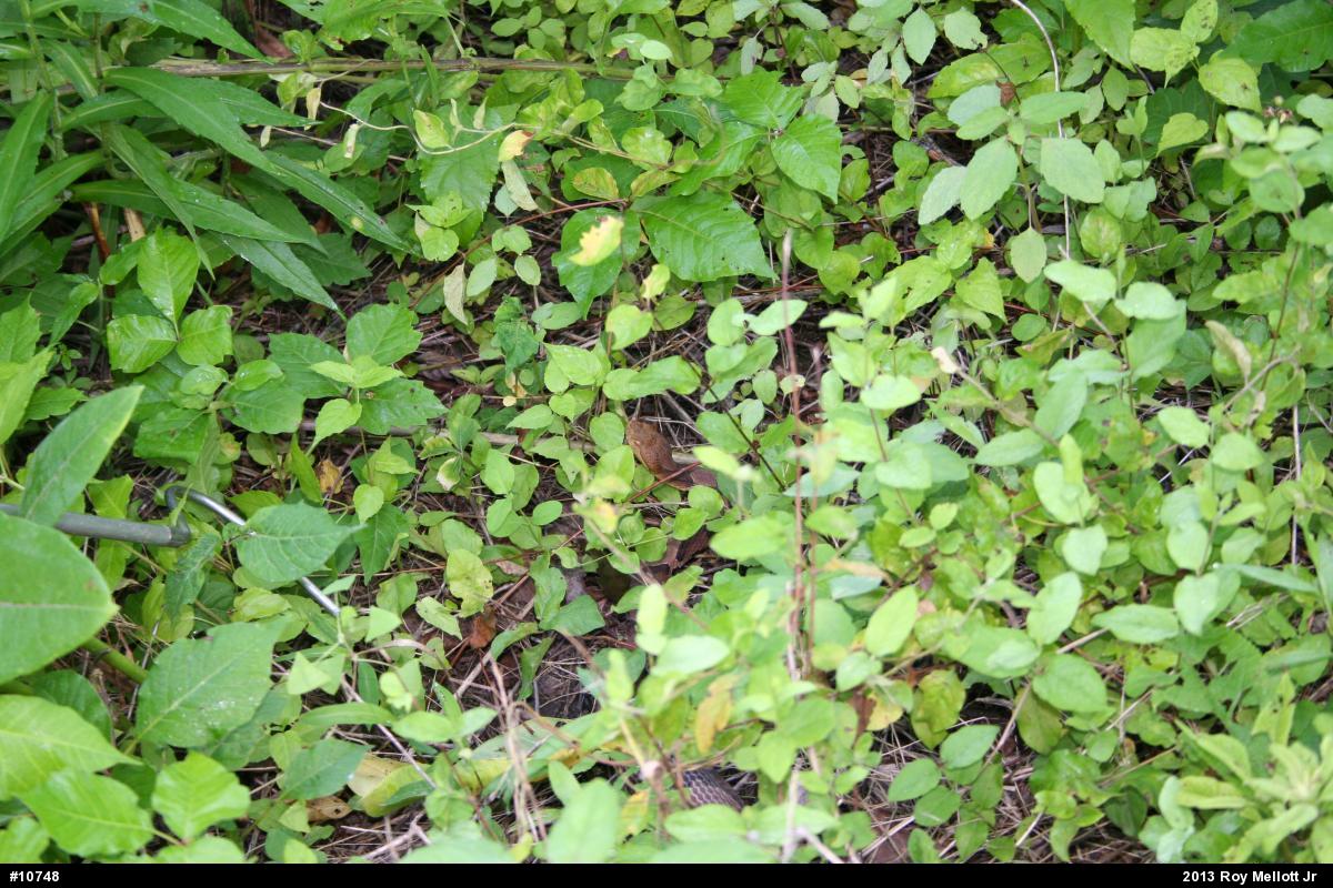 Northern Copperhead