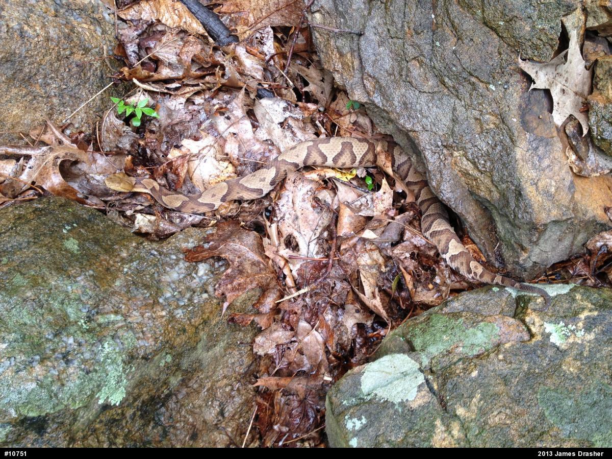 Northern Copperhead