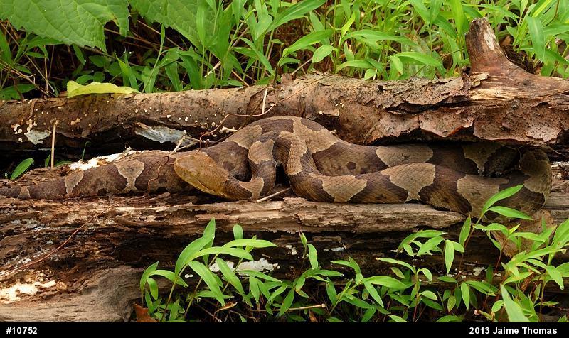 Northern Copperhead