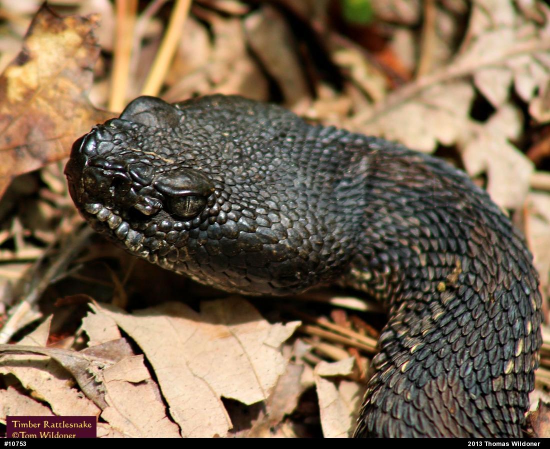 Timber Rattlesnake