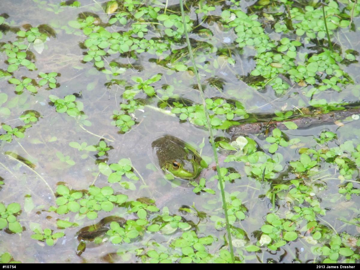 American Bullfrog